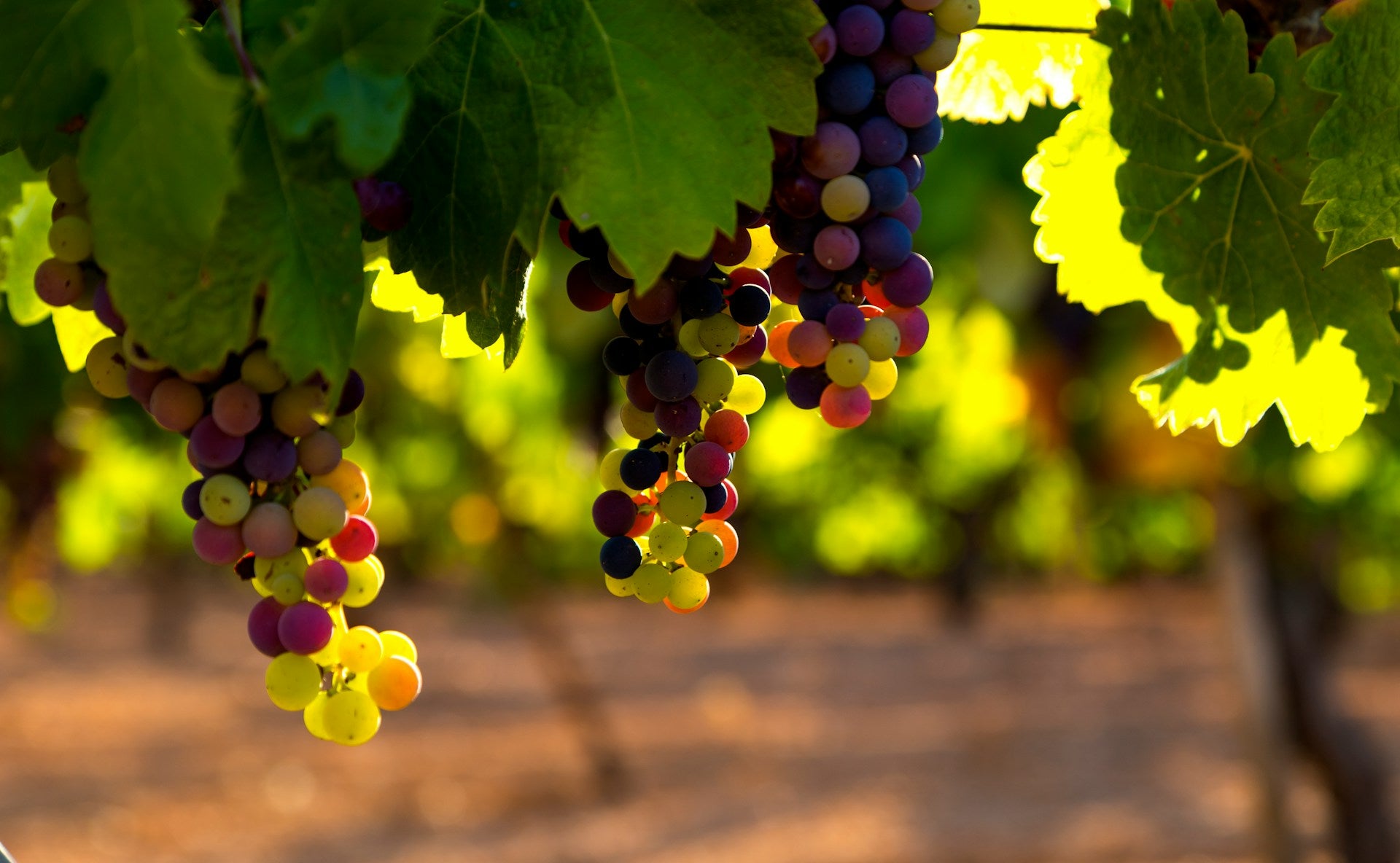 Multicolored grapes hanging from the vine.