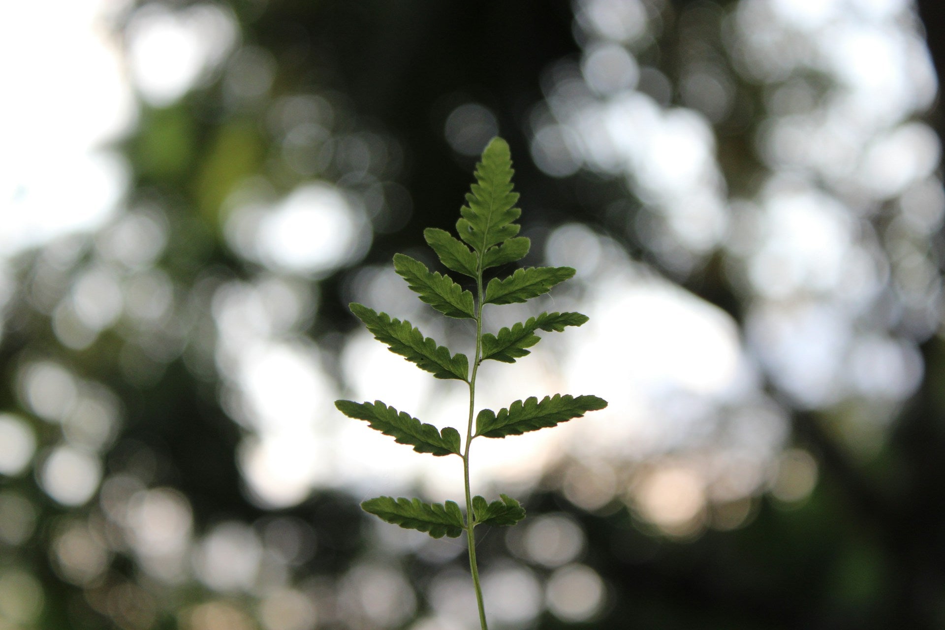 A leafy branch against the backdrop of a canopy.