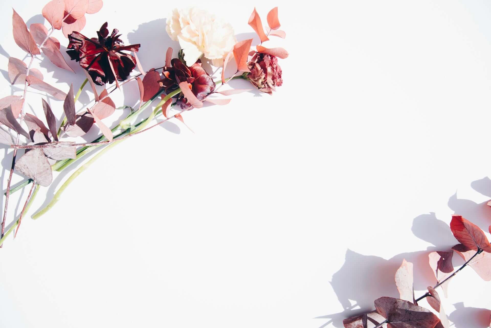 Flowers on a white background.