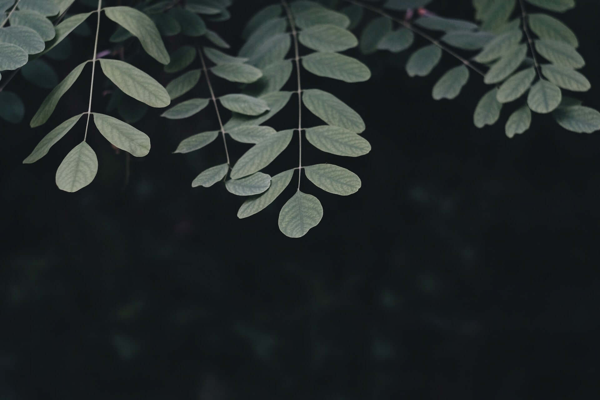 Leaves on a dark background.