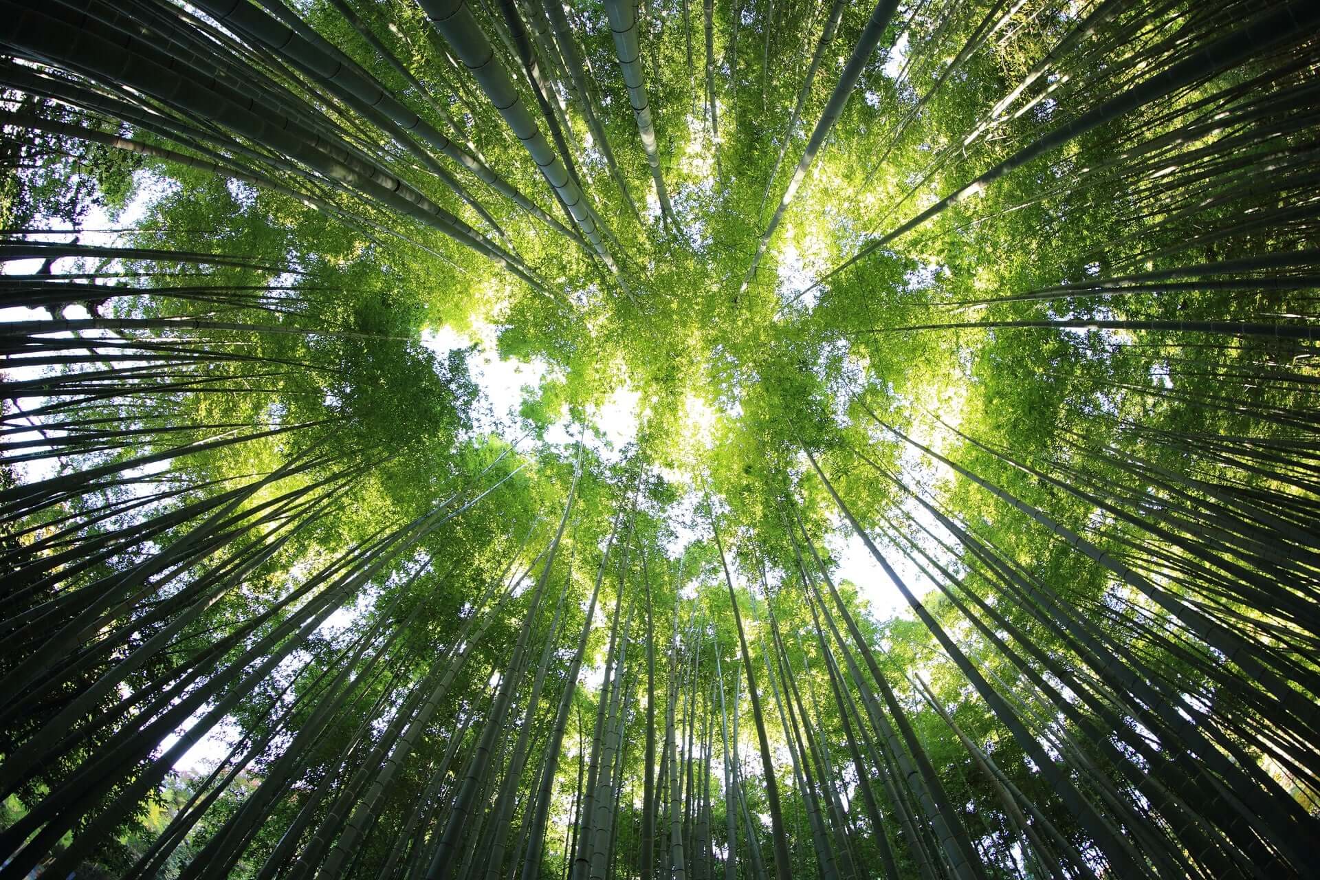 A shot looking up at tall bamboo stalks.