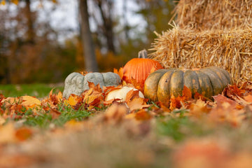 Pumpkins of various colors in autumn leaves.