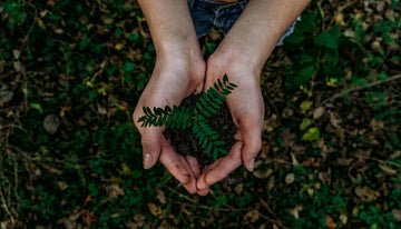 A person's hands hold a small clump of dirt and a green leafy plant.