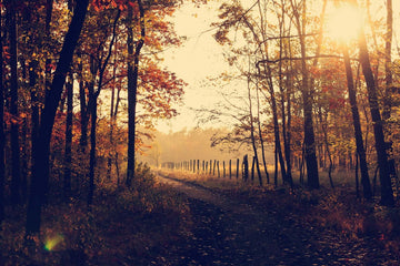 A country road lined with trees in autumn at sunset.