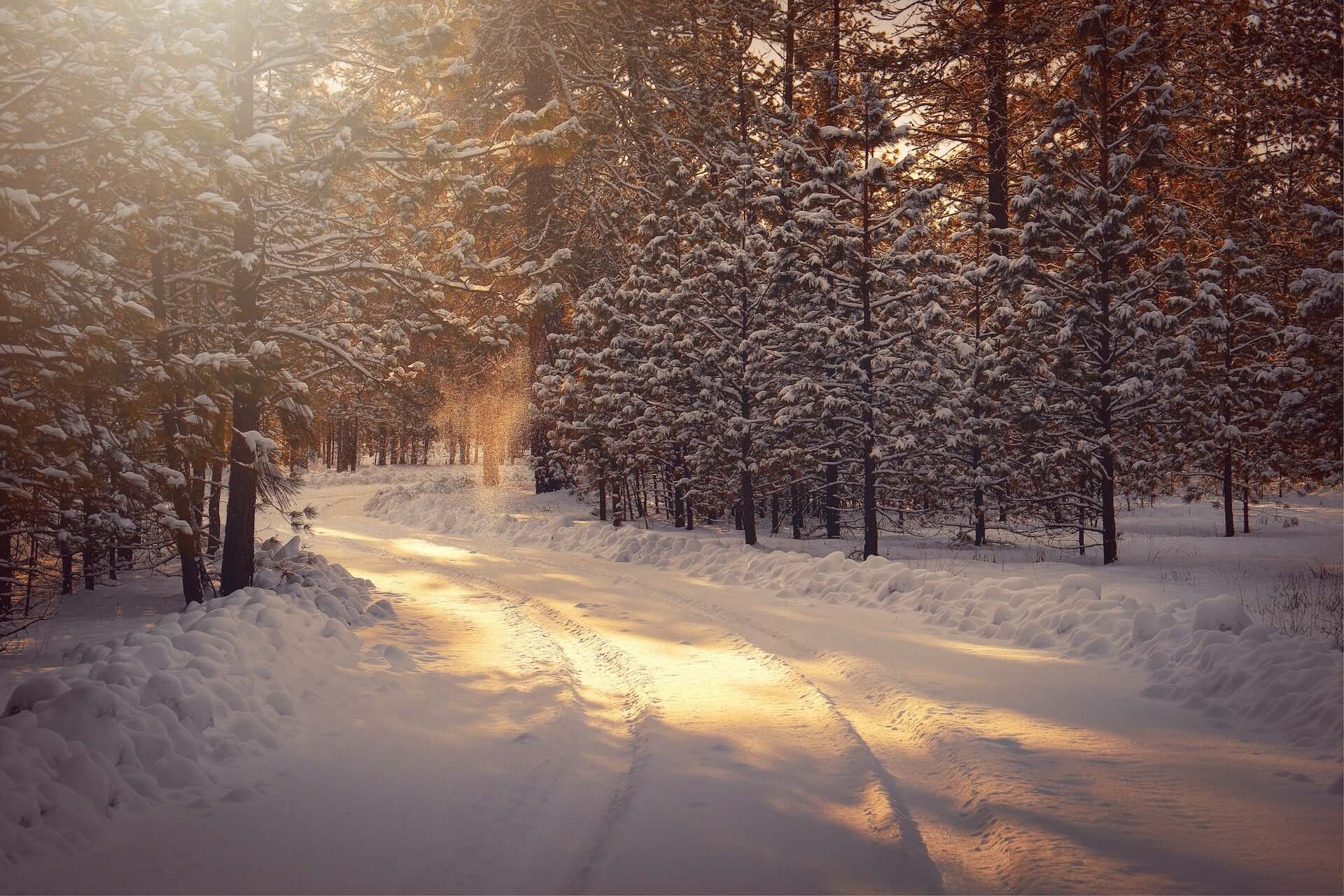 A snow-covered forest road in the morning.
