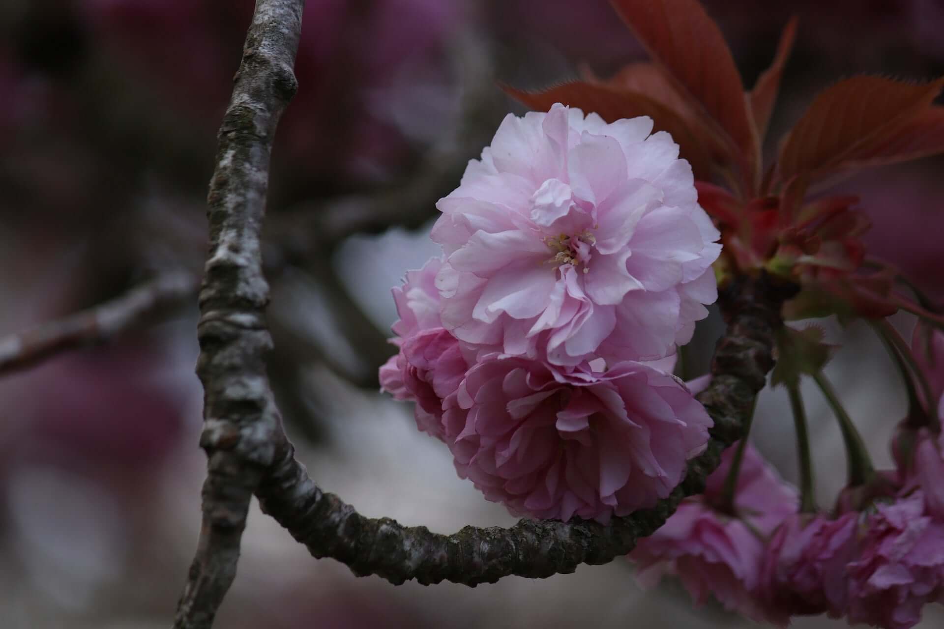 A bunch of pink flowers blooming on a branch.