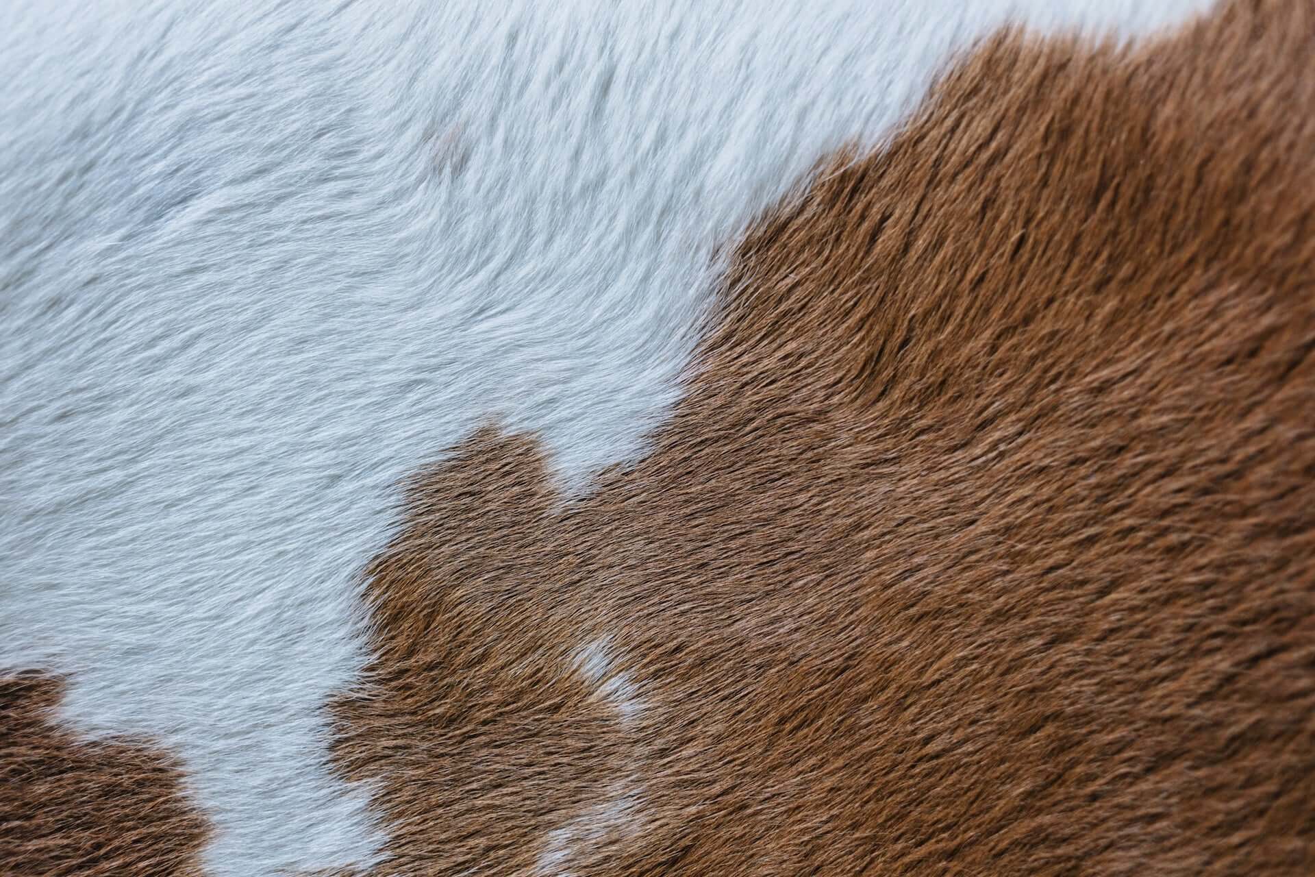 Dappled brown and white cow hide.