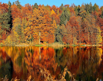 Trees with autumn leaves surrounding a lake.