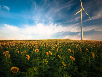 A windmill in a field of sunflowers.