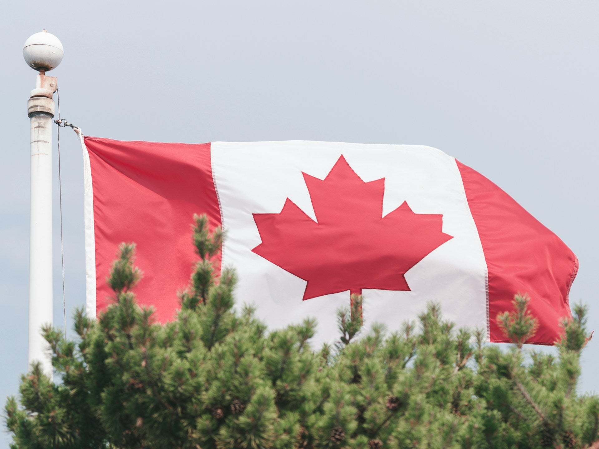 A Canadian flag waving above an evergreen tree.