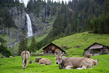 A herd of brown cows relaxes in a green pasture in front of a waterfall.