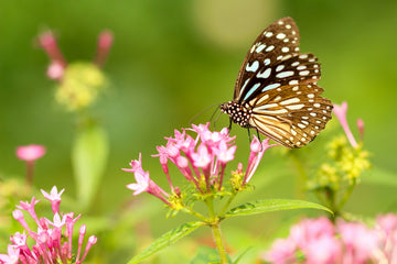 A monarch butterfly drinking from pink flowers.