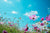 An upward shot through a field of pink and white flowers, looking at a bright blue sky.
