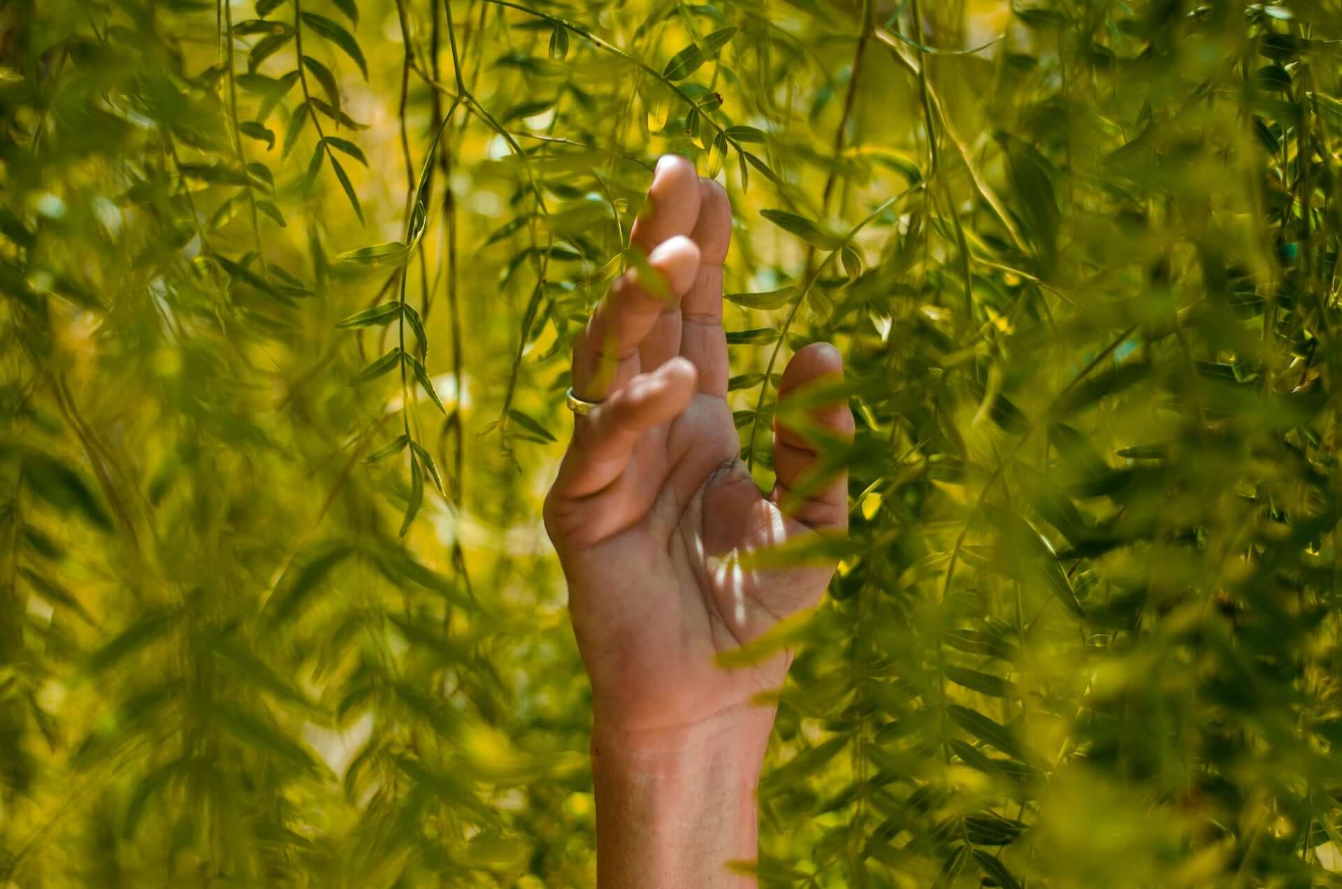 A hand reaches up into hanging green leaves.