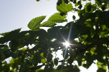 Undershot of leaves with sunlight coming through them.