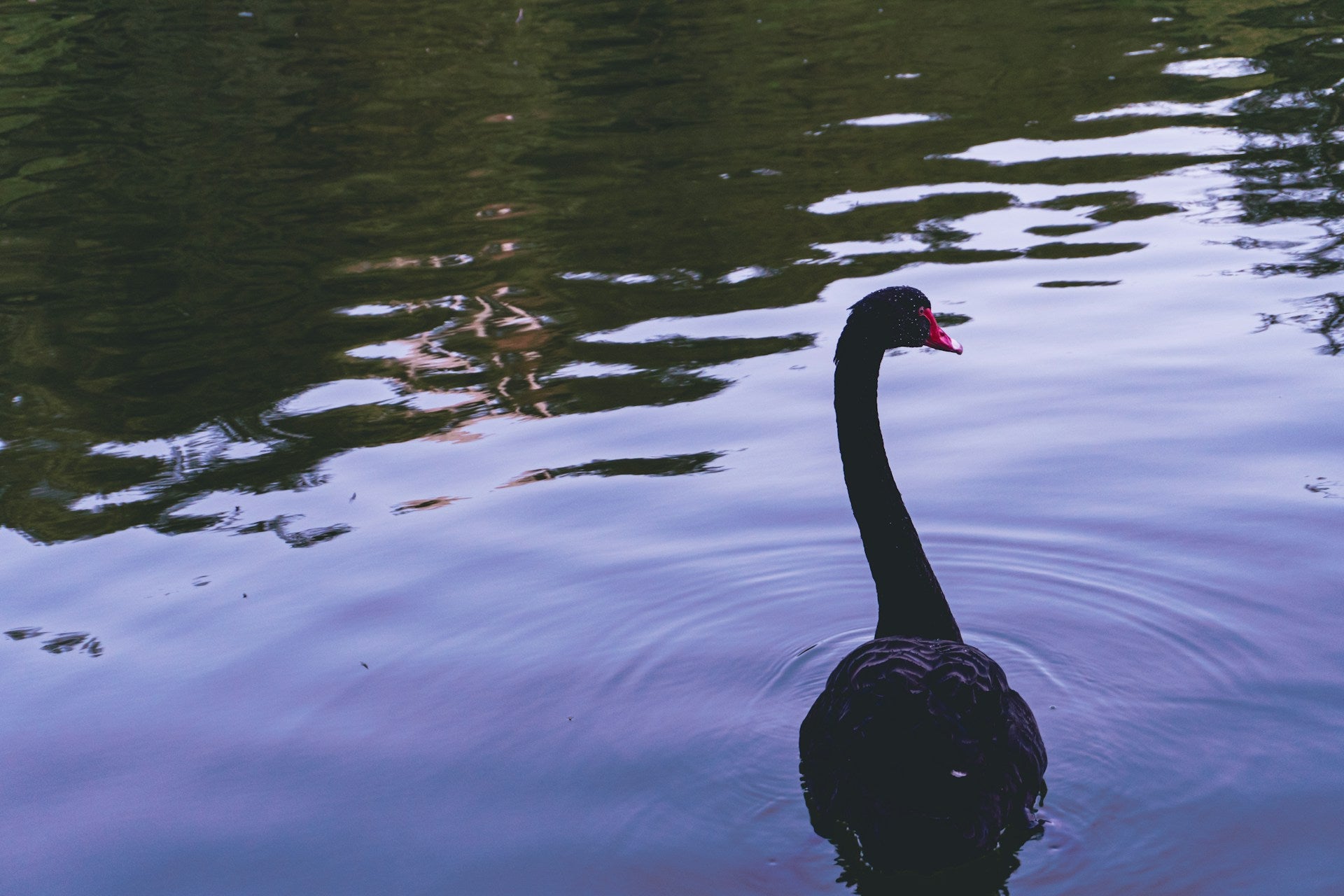 A goose on a lake.