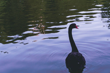 A goose on a lake.