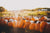 Rows of pumpkins in the late afternoon sun.