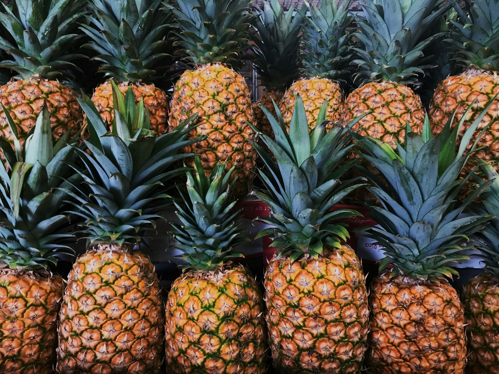 Pineapples lined up together.