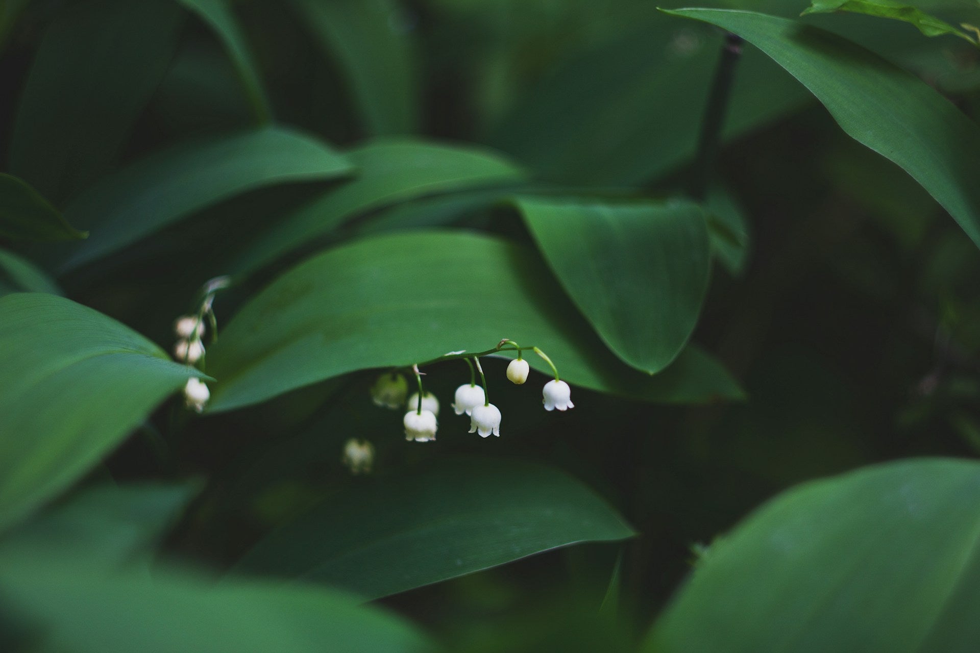 White flowers against large green leaves.