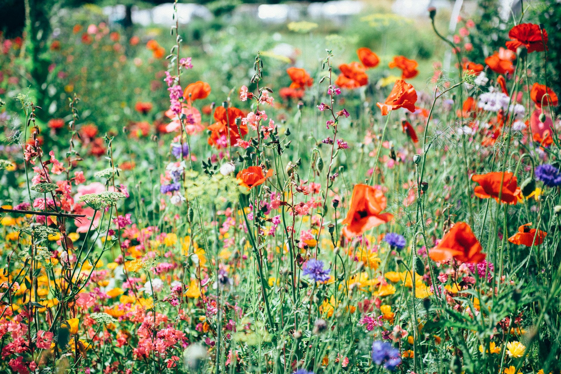 A collection of wildflowers in various colors.